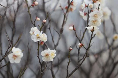 Plum-blossoms Foto stock