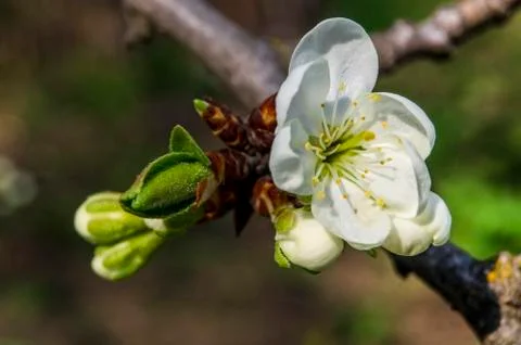 Plum blossoms resh spring backgrund closeup Stock Photos
