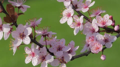 Plum Blossoms in Slow Motion Video stock 53223529