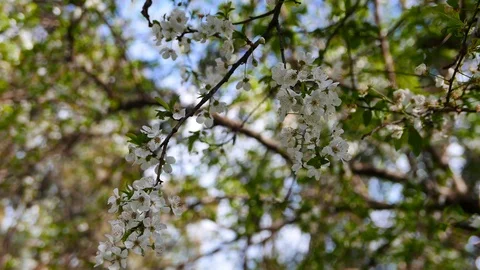 Plum Blossoms in the Spring Stock Footage 87194170