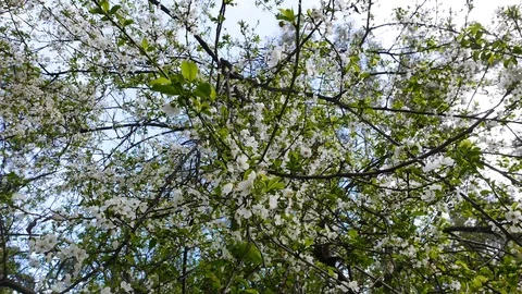 Plum Blossoms in the Spring Stock Footage 87197213