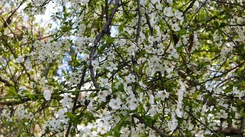 Plum Blossoms in the Spring Stock Footage 87198554