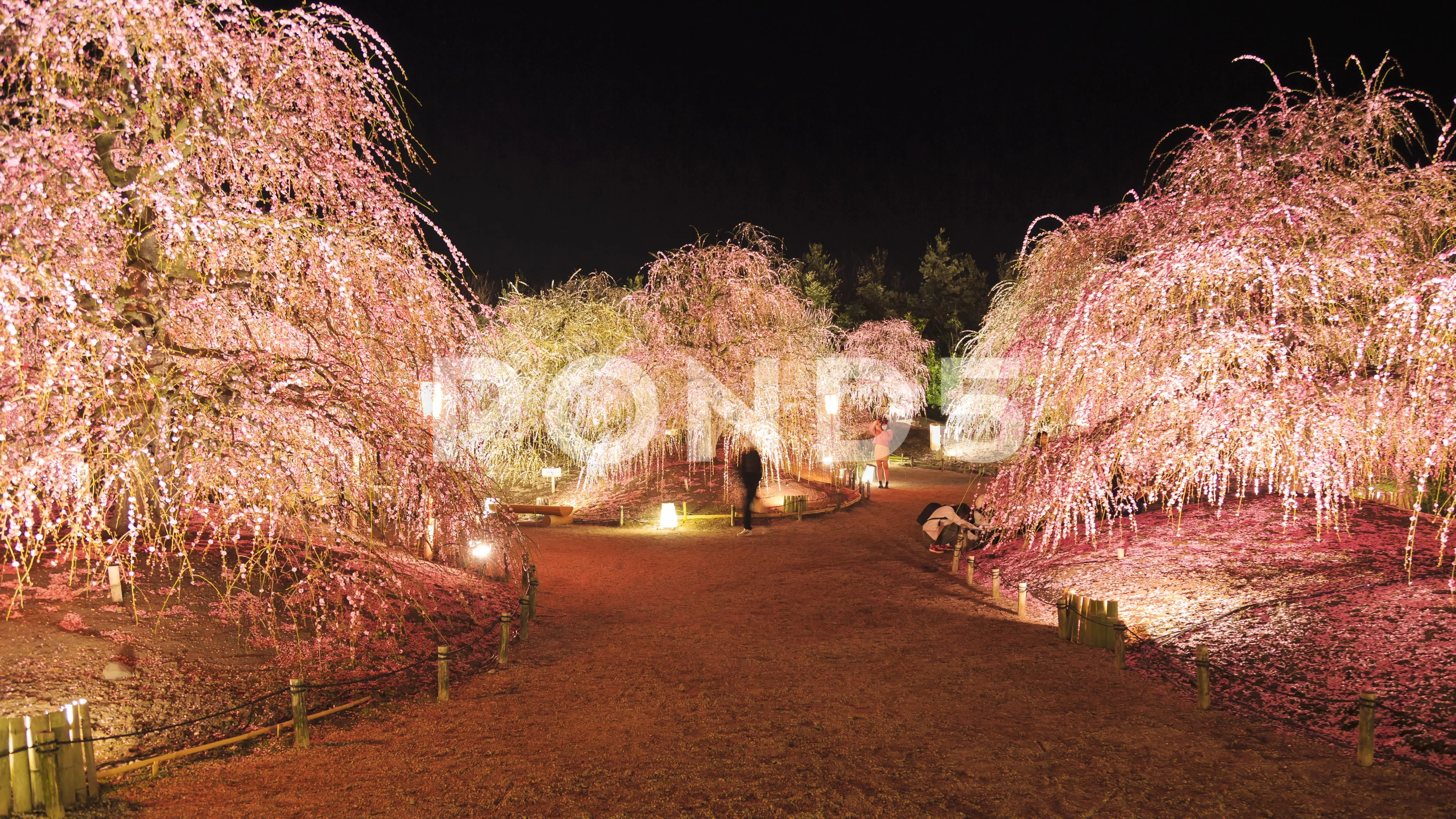 Plum Blossoms at Suzuka Forest Garden, Mie-ken-Japan.422 Rec.709L 4K 24 VHQ