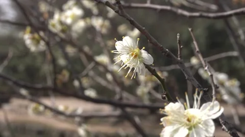 Plum blossoms swaying in the wind Vídeos de archivo 332313678
