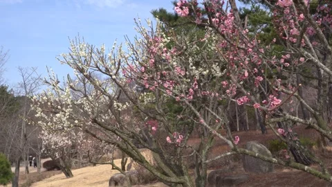 Plum blossoms swaying in the wind Vídeo Stock 332313684