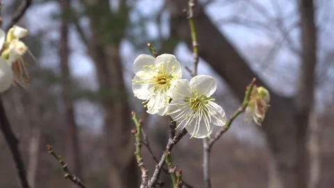 Plum blossoms swaying in the wind 스톡 동영상 332313698