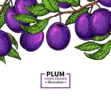 Plum branch border. Hand drawn isolated fruit. Summer food illustration. Stock Illustration