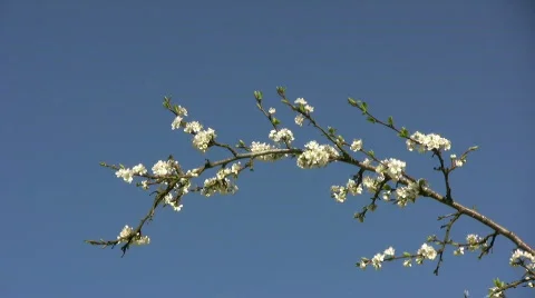Plum branch Stock Footage 399356