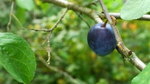 Plum on a Branch 스톡 동영상 283480073