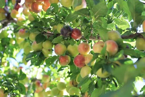 Plum on branch Foto stock