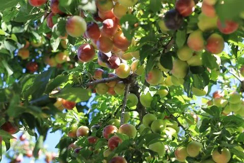 Plum on branch Foto stock