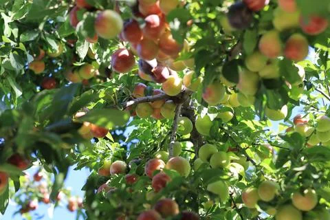 Plum on branch Stock-Fotos