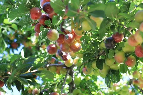 Plum on branch Stock Photos