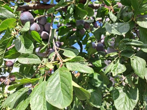 Plum on a branch Stock Photos