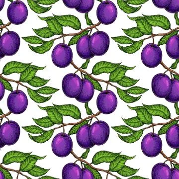 Plum branch seamless pattern. Vector drawing. Hand drawn isolate Stock Illustration