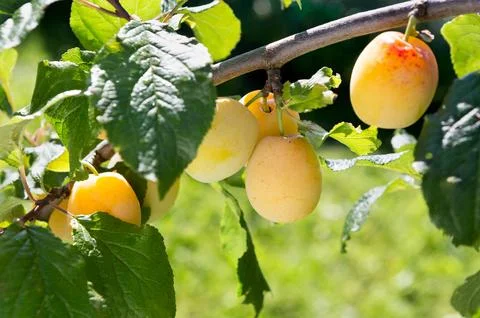 Plum branch tree. Foto stock
