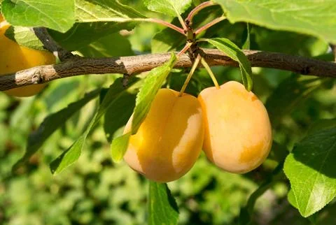 Plum branch tree. Foto stock