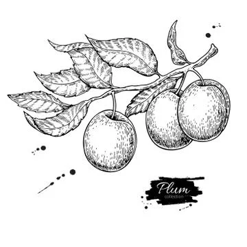 Plum branch vector drawing. Hand drawn isolated fruit. Summer fo Stock Illustration