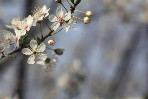 Plum branches in bloom seen up close with the sky as background Stock Photos