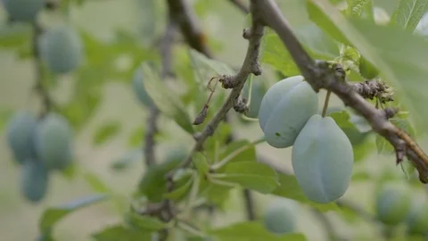 Plum, Breeze, Fruit at the branch Stock Footage 77516725