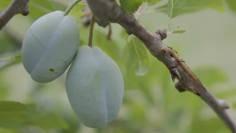 Plum, Breeze, Fruit at the branch Stock Footage 77517180