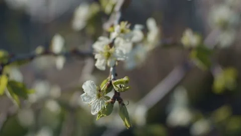Plum brunches close up Stock Footage 130293757