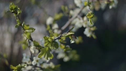 Plum brunches close up Stock Footage 130294733