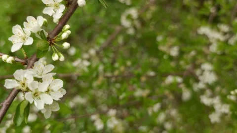 Plum, cherry or apple tree in blossom, spring time, new season beginning Stock Footage 160943950