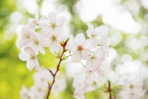Plum, cherry or apple tree in blossom, spring time, new season beginning Stock Photos