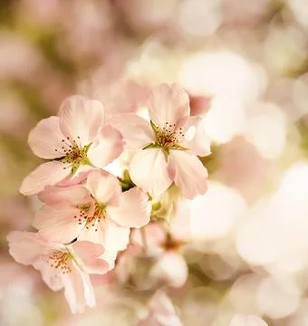 Plum, cherry or apple tree in blossom, spring time, new season beginning Stock Photos