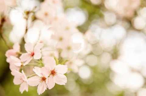 Plum, cherry or apple tree in blossom, spring time, new season beginning Stock Photos