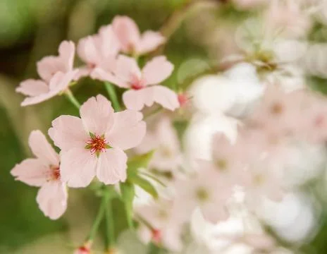 Plum, cherry or apple tree in blossom, spring time, new season beginning Stock Photos