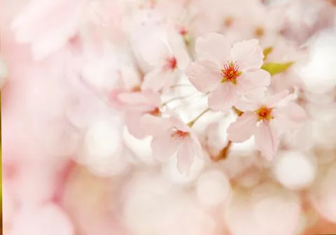 Plum, cherry or apple tree in blossom, spring time, new season beginning Stock Photos