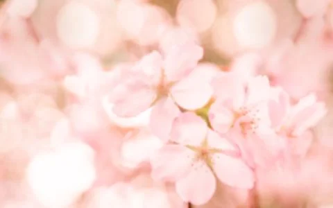 Plum, cherry or apple tree in blossom, spring time, new season beginning Stock Photos