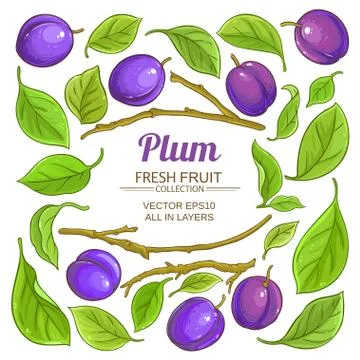Plum elements  vector set Stock Illustration