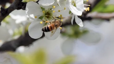 Plum flower and bee in slow motion. Stock Footage 107325533