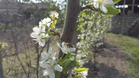 Plum Flower And Bee on Tree on Wind 4k Stock Footage 113748879