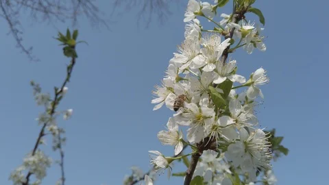 Plum Flower And Bee on Tree and Blue Sky 4k Stock Footage 113806369