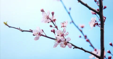 Plum flower blooming in spring,timelapse. Stock-Footage 150099207