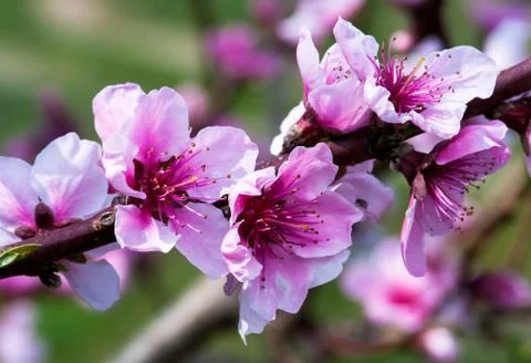 Plum Flower Stock Photos
