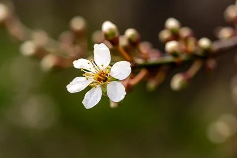 Plum flower in spring Stock Photos