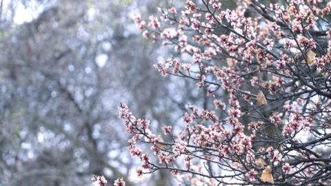 Plum flower on the tree branches on the plum tree Stock Photos