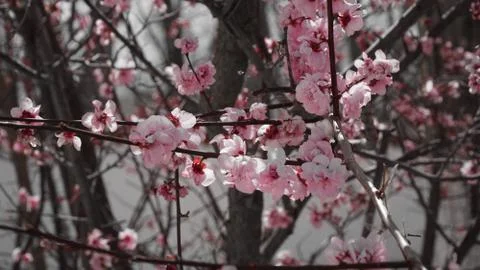 Plum flower on the tree branches on the plum tree Stock Photos