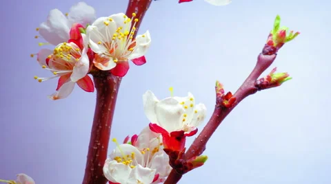 A Plum Flowers Blossoms Stock Footage 61107669