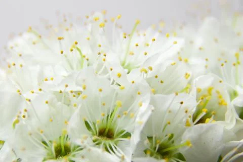 Plum flowers close-up. Stock Photos