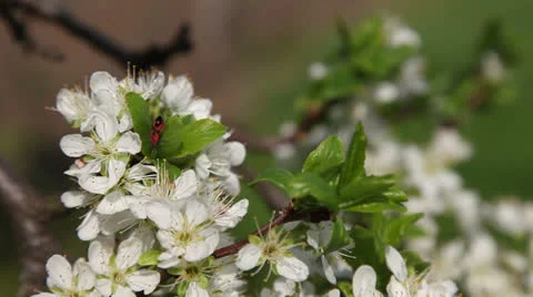 Plum flowers Stockbeeldmateriaal 23440669