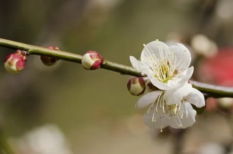Plum flowers Stock Photos