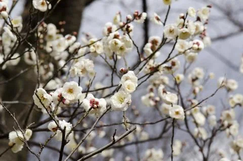 Plum flowers Stock Photos