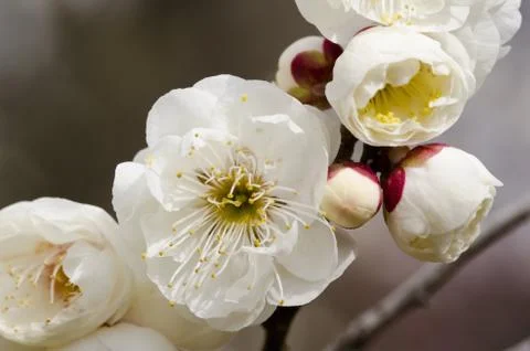 Plum flowers Stock Photos