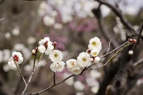 Plum flowers Stock Photos